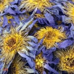 Blue Lotus Flower (Nymphaea Caerulea) - Whole Blue Lily, from Thailand