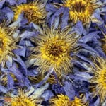 Blue Lotus Flower (Nymphaea Caerulea) - Whole Blue Lily, from Thailand