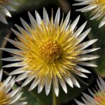 Template_Videos_Produtos_Maya_Kanna-Cover