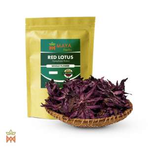Loto rojo (Nymphaea rubra) – Flor completa procedente de Sri Lanka